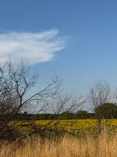 This is a landscape photograph taken outdoors, likely in the countryside, possibly in Gelemenovo, Bulgaria. The image is oriented vertically, with the sky occupying the left half and a field and trees filling the right half. The sky is a clear, bright blue with a wispy white cloud stretching across it, suggesting it's daytime with fair weather.
The right side of the image features a dense field of bright yellow sunflowers, bordered by a line of dark green trees. To the right of the sunflowers, dry, golden grass or reeds stand tall, creating a textural contrast. Bare, gnarled branches of a tree are prominent in the foreground, obscuring parts of the scene and adding a stark, almost skeletal element to the composition. These branches suggest either the end of autumn or the dormancy of winter.
There are no people or identifiable objects besides the natural elements of sky, clouds, trees, sunflowers, and dry grass. The overall mood is serene and natural, with a hint of the starkness of nature's cycles due to the bare branches. No text is visible in the image.