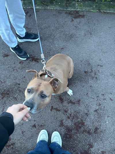 From an overhead perspective, a light brown dog on a leash looks up at a hand holding a treat. The dog has floppy ears and a white-tipped tail. Three pairs of legs surround the dog. One wears gray sweatpants and black sneakers with white soles, another wears blue jeans and white loafers, and the third has black clothing. The background is a gray asphalt surface.