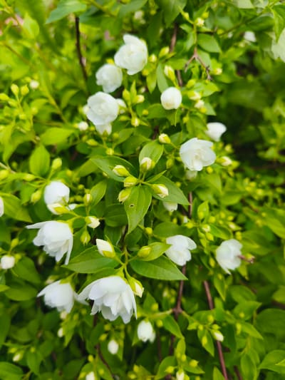 The image displays a close-up view of a flowering shrub, likely mock orange or jasmine, characterized by numerous small, white, multi-petaled blossoms and bright green foliage. The flowers are clustered on branches, with many buds also visible. The lighting suggests an outdoor setting, possibly in daylight. There are no people or animals present in the image. The background is a soft blur of green leaves and darker branches, creating a shallow depth of field that emphasizes the flowers and leaves in the foreground. There is no specific indication of its location in the city of Puchezh, Russia, as the image contains only natural elements.
