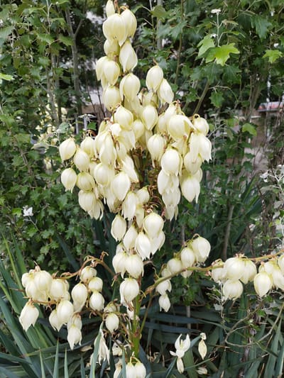 A cluster of creamy white Yucca flowers hangs from a tall, thick stalk in a garden setting. The flowers are bell-shaped and droop downwards, with some petals slightly unfurled. The background is filled with lush green foliage of various plants, creating a dense, natural environment. One single white flower with delicate petals is visible lower down on the right side of the frame, accompanied by dried, fallen petals. The scene is captured in natural daylight, with the overall impression being one of a well-established, verdant garden. This image was taken in Skadovsk, Ukraine.