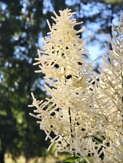 A close-up, vertically oriented shot captures the fluffy, white plumes of an astilbe plant. The plant's delicate, feathery flowers dominate the foreground, appearing almost luminous in the sunlight. They are clustered along tall, slender stems, creating a soft, ethereal texture.

In the background, the scene is softly blurred, suggesting an outdoor setting. Dark green foliage of trees creates a textured backdrop, interspersed with patches of bright, out-of-focus blue sky. The bokeh effect of the background indicates a shallow depth of field, drawing the viewer's eye to the intricate details of the astilbe.

The lighting suggests it is daytime, likely morning or late afternoon, given the warm glow on the flowers and the dappled light patterns in the background. There are no people visible in the image. The overall mood is serene and natural, highlighting the beauty of the plant. The location context indicates Slaka, Sweden, suggesting a garden or natural landscape setting typical of the region. No text is visible.