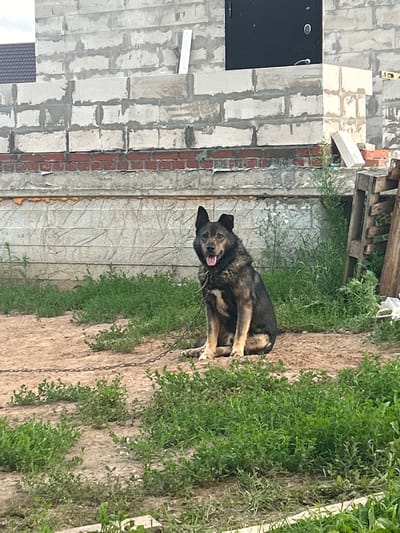 The image depicts a scene outdoors in the city of Nizhnie Mully, Russia. In the foreground, a medium-sized dog with dark and brown fur is sitting on a dirt ground. The dog is leashed with a metal chain, which extends across the ground. The background features a partially constructed building made of concrete blocks. There are also some wooden pallets and green vegetation present in the scene. The lighting suggests it is daytime, and the sky is overcast.