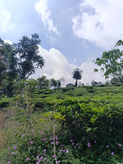 The image depicts a verdant, hilly landscape under a bright blue sky with scattered white cumulus clouds, located in the city of Nanlao, China. In the foreground, two thin, light-colored saplings with sparse foliage rise from a dense bed of green ground cover interspersed with numerous small, light purple bell-shaped flowers. To the right, dense, vibrant green foliage, indicative of tea plants, occupies the lower right quadrant. The midground features a large tea plantation covering a gently sloping hill, characterized by rows of manicured green tea bushes. Several scattered trees of varying heights are visible along and above the tea plantation. A prominent dark green tree stands on the upper left, while more distant trees line the distant hilltop, forming the horizon against the sky. No individuals, animals, or artificial structures other than the cultivated tea plants are present.