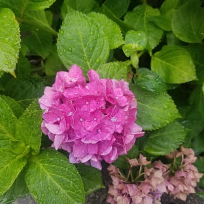 The image shows a close-up view of pink hydrangeas with green leaves. The flowers are vibrant pink, with some slightly faded pink and purple blooms in the background. The leaves are a deep green and appear to be wet, with water droplets visible on their surfaces, suggesting it has recently rained. The scene is outdoors, with a hint of what appears to be a concrete or stone surface in the upper right corner, possibly indicating a garden path or patio. The focus is on the flowers and foliage, creating a natural and somewhat serene atmosphere. The lighting suggests it might be daytime, likely overcast or after rain, given the wet appearance of the plants. No people or animals are visible, nor is any text. The setting appears to be a garden or natural outdoor space.