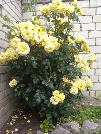 A full, vertical shot shows a large bush of yellow roses in full bloom next to a light-colored, rough brick wall. The roses are varied in their bloom, with some tightly budded and others fully opened, revealing their ruffled petals and brown centers. The leaves of the rose bush are a deep green and appear dense. Scattered on the dark soil at the base of the bush are fallen yellow rose petals. In the lower right of the image, some green grass and a few large, gray rocks are visible. The scene appears to be outdoors, with natural lighting suggesting daytime. The location is identified as Vatutine, Ukraine.