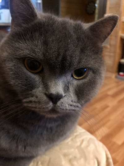 A close-up, eye-level shot captures the face of a grey British Shorthair cat, looking directly at the camera. The cat's fur is short and dense, with a slightly lighter hue around its muzzle. Its eyes are large and round, with yellow irises and dark pupils. The left eye has a slight glare. Its ears are small and rounded, positioned on top of its head. The cat is resting on a textured, light-colored surface, possibly a cushion or blanket, which takes up the lower portion of the frame. The background is softly blurred, showing hints of wooden flooring and what appears to be a shelf or furniture with items on it, suggesting an indoor setting. The lighting is dim, creating subtle shadows on the cat's face. The overall impression is one of a calm and curious pet in a domestic environment. The location is within the city of Moskovsky Veteran SNT, Russia.