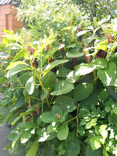 The image depicts a close-up view of a plant with large green leaves and clusters of dark purple berries, likely in a garden or natural setting. The plant is in the foreground, with other greenery and a brick wall visible in the background. Sunlight casts shadows on the leaves, indicating it is daytime. The location is identified as Il'ich, Russia.