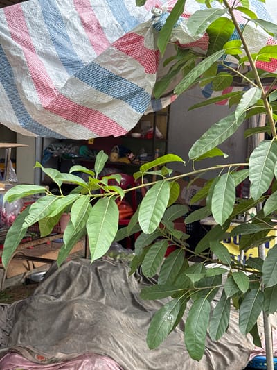 The image depicts an outdoor scene in Bắc Yên, Vietnam, likely a market or shop. In the foreground, a branch of a tree with large, green, veined leaves extends into the frame from the right. Behind the tree, a large, striped tarp with white, blue, and pink checkered patterns is draped overhead. Further back, shelves are visible, stocked with various items, some in plastic bags and containers. A red plastic chair is partially visible. In the lower portion of the image, a large, gray, draped object, possibly fabric or a tarp, covers something on the ground, with a hint of pink fabric at the very bottom. The overall impression is one of a cluttered, somewhat disorganized outdoor commercial space.