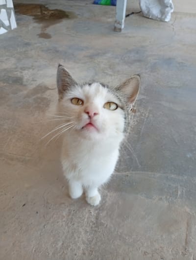 A high-angle, close-up shot shows a young, white and grey tabby cat with yellow eyes sitting on a concrete floor. The cat is looking directly at the camera with its mouth slightly open. The concrete floor is uneven and cracked, with some areas appearing wet or stained. In the background, a portion of a white table leg and a large white object, possibly a bag or cloth, are visible. The overall scene suggests an outdoor or semi-outdoor location, consistent with a setting in the city of Seýdi, Turkmenistan, possibly a courtyard or patio.