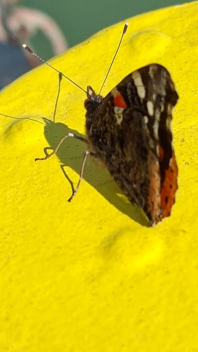 A close-up, high-angle shot captures a butterfly resting on a textured yellow surface. The butterfly, predominantly dark brown with striking orange and white markings, is positioned in the lower right quadrant of the frame, its body angled slightly towards the left. Its antennae, thin and segmented, extend upwards and to the left. The yellow surface, appearing to be some form of painted or plastic material, has a slightly uneven texture with visible imperfections. A shadow of the butterfly is cast on the surface to its left, indicating a light source from the upper right. In the blurred background, a portion of a person wearing a blue garment and the faint outline of a railing are discernible, suggesting an outdoor urban setting. The scene does not provide specific information about its location within Linz, Austria, beyond it being an outdoor environment.