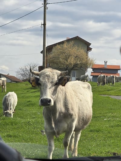 The scene depicts a field in Bogdanovo, Bulgaria, populated with white cattle, including one in the foreground. The animals graze on green grass. In the background, there is a house with an orange tiled roof and a nearby utility pole with wires. A deciduous tree, devoid of leaves, is positioned near the house. The sky is overcast with light clouds. The view appears to be from inside a vehicle, with a portion of the dashboard visible.