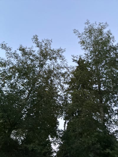 This is a low-angle, full shot of two trees against a clear, pale blue sky. The trees are the primary subjects, with their dark green leaves and branches filling the majority of the frame. The image is taken from a ground-level perspective looking upwards. The sky is unobscured by any clouds or other celestial bodies. No people or animals are visible in the image. The overall impression is one of natural foliage against an open sky. The image does not contain any identifiable landmarks or features that would suggest a specific location within Lynnwood, United States.