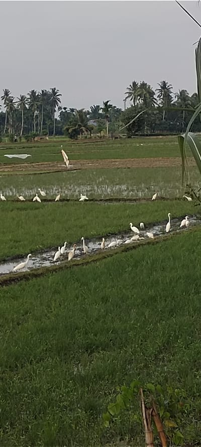 The image depicts a rural landscape in Blangmajron, Indonesia, likely a rice paddy field. The foreground is dominated by lush green grass, with a patch of leafy green plants and bamboo visible at the bottom right. In the mid-ground, a narrow channel of water runs through the field, bordered by muddy banks. A flock of white egrets are present, some standing in the water and others on the banks. There are at least ten egrets visible in this area, with one egret standing tall and solitary in the background, near a white tarp. In the far background, a line of palm trees and other tropical vegetation borders the field. The sky is overcast with a light gray hue. The overall scene suggests a natural habitat for the birds, typical of agricultural areas in Southeast Asia.