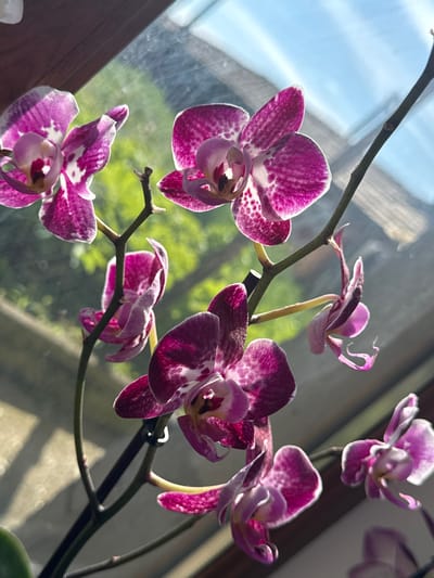 A close-up, eye-level shot captures a cluster of vibrant purple and white orchids bathed in bright sunlight. The flowers are in full bloom, their delicate petals speckled with darker purple markings. They are attached to thin, dark green stems that arch and twist, creating a dynamic composition. The background is softly blurred, suggesting an outdoor setting with lush green foliage visible through a window. Sunlight streams through the window, casting dappled shadows and highlighting the translucent quality of the petals. The overall impression is one of natural beauty and serene tranquility. The scene is likely set in a home or garden in Veselina, Bulgaria, where natural light and flourishing plant life are common.