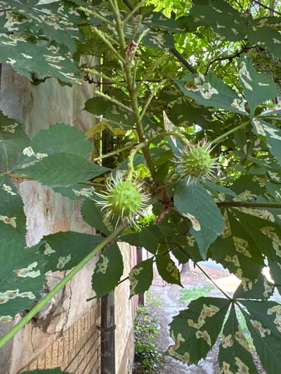 This vertical image depicts a branch of a horse chestnut tree (*Aesculus hippocastanum*) with prominent green leaves and two immature, spiky, spherical green fruits. The leaves exhibit widespread, irregular pale brown and white blotches, consistent with damage from a leaf miner, such as *Cameraria ohridella*.

In the background on the left, a weathered building wall is visible. It features light-colored, possibly stucco or plaster, with visible cracks, areas of peeling material revealing a darker underlayer, and subtle horizontal patterns. A dark, vertical pipe, possibly a downspout, is attached to the lower section of this wall.

To the right and through the foliage, a blurred outdoor pathway or unpaved road can be discerned, along with patches of green vegetation. A faint, partial silhouette of a person's lower legs and feet is visible on this path in the bottom right corner of the image. The lighting suggests daytime conditions. The scene is located within Becej Municipality, Serbia.