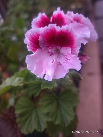 A close-up, slightly out-of-focus photograph captures a cluster of pink and deep magenta flowers, possibly geraniums, with delicate water droplets on their petals. The flowers are the central subject, with their vibrant colors and textured petals standing out against a blurred background of green foliage and a muted pinkish-brown surface. The lower right corner of the image displays a timestamp: "07/07/2026 21:27". The image does not depict any identifiable landmarks or features that would allow for specific location identification within Eastbourne, United Kingdom.