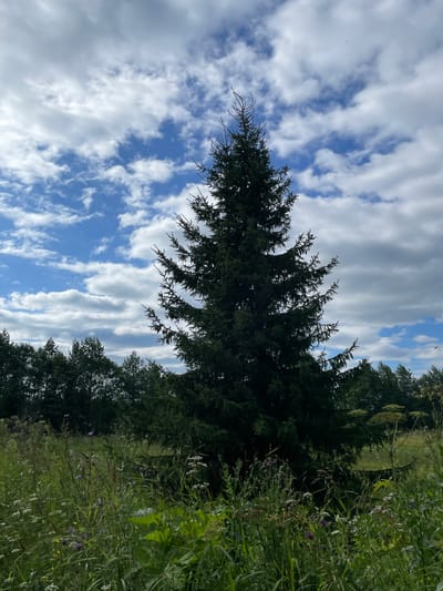 The image depicts a scenic view in the vicinity of Kstininskogo Doma Otdykha, Russia. A tall, dark green coniferous tree dominates the center of the frame, its branches reaching towards a partially cloudy blue sky. The foreground is filled with a dense growth of wild grasses and wildflowers, some with purple and white blossoms, interspersed with taller plants. In the background, a line of more coniferous trees forms a dark green border against the sky. The overall impression is one of a natural, rural landscape under a dynamic sky. There are no people or animals visible in the image. The lighting suggests it is daytime, possibly late morning or early afternoon, given the brightness of the sky and the shadows cast.