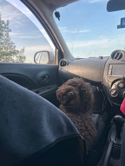 This media file shows the interior of a car from the perspective of the passenger seat. A dark brown, curly-haired dog is visible in the passenger seat, looking towards the camera. The dog's head and chest are in focus, with its eyes visible. The dashboard of the car is also visible, with air vents, a radio display, and various buttons and knobs. A black gear shifter is seen in the background. A blue blanket or cloth is draped over the passenger seat, partially obscuring the dog. The exterior of the car is visible through the windshield and passenger window, showing a bright, hazy sky and the tops of trees, suggesting it is daytime with possibly overcast or hazy weather. The scene is likely set in a rural or suburban area given the trees. There is no visible text in the image.