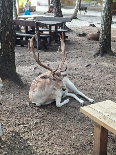 A dappled deer with large antlers is lying on the ground in an outdoor enclosure. The deer is predominantly white with light brown spots. It is lying on its side with its legs extended. In the background, there are several wooden picnic tables and benches, as well as trees. A person in a blue shirt and shorts can be seen walking in the distance near a wooden structure. Another brown deer is lying down in the background to the right. The ground is covered in dirt and small stones. The scene appears to be in a park or an animal enclosure. It is not possible to determine the specific location within the city of Karčiupis, Lithuania from the image alone.