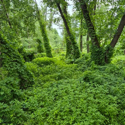 The image depicts a dense, overgrown forest floor with numerous trees covered in vines. The ground is carpeted with various green plants and undergrowth. In the background, a wooden structure, possibly a picnic table or benches, is visible through the foliage. The lighting suggests it is daytime, with a soft, diffused light filtering through the canopy. The scene conveys a sense of wildness and untamed nature, suggesting it is a natural area or a neglected part of a park. There are no people or animals visible in the image.