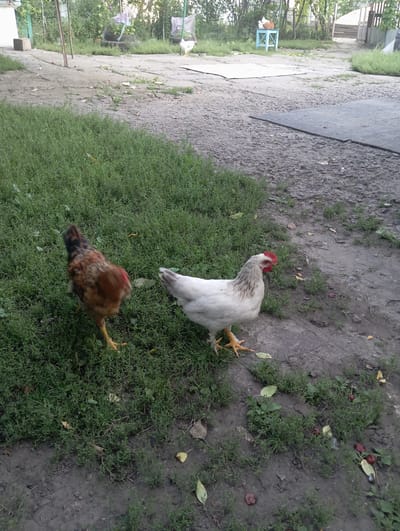 In a rural outdoor setting, likely in Keleberdivka, Ukraine, two chickens are visible. A brown and black speckled hen stands on lush green grass to the left. To the right, a white hen with grey markings on its neck and red comb and wattles is walking on a dirt path. The background consists of more grass, dirt, and trees, with some structures suggesting a farmyard or backyard environment.
