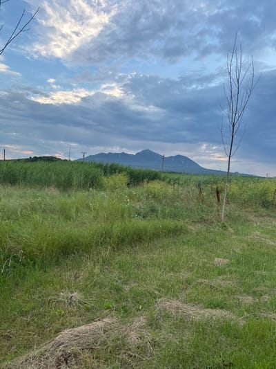 The image depicts a rural landscape under a dramatic sky with scattered clouds, illuminated by the soft light of what appears to be either dawn or dusk. In the foreground, a grassy field with patches of dry hay stretches across the frame. A thin, bare tree stands prominently on the right side of the image, its branches stark against the sky. In the middle ground, a dense area of tall green grass, possibly reeds or a similar wetland plant, dominates the view. Beyond this, a distant mountain range with rugged peaks is visible on the horizon. Power lines and utility poles are scattered across the landscape, suggesting the presence of infrastructure. The environment appears serene and undeveloped, characteristic of a natural or semi-natural area. There are no people or animals visible in the image. The location is described as Novoterksky, Russia, indicating a setting in the Russian Federation.