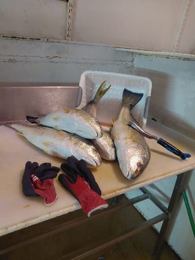 The image depicts an indoor scene focused on fish preparation within a functional, possibly industrial, environment. Six light-colored fish, appearing to be freshly caught, are laid out on a light-colored, possibly plastic or composite, cutting surface which rests on a metal-framed table. A silver-colored fish scaler with a blue and black handle is positioned atop one of the fish on the right side of the frame. Two fish tails are visible extending from a white perforated plastic basket behind the primary group of fish. A pair of work gloves, dark blue/black with red fabric palms, are placed on the cutting surface in the lower left quadrant. To the left, a portion of a stainless steel counter or sink is visible. The background consists of off-white walls with visible stains, wear, and what appears to be mildew or dirt accumulation, particularly on horizontal ledges and near visible white shelving brackets. The floor is dark and indistinct. A green hose or pipe is partially visible on the lower right, adjacent to the table leg. No individuals are present. The specific location within Cutler Bay, United States of America, is not discernible from the visual information provided.