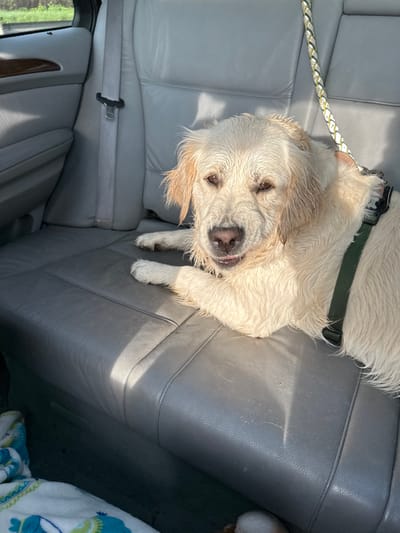A light-colored Golden Retriever with wet fur rests on the grey leather rear passenger seat of a vehicle. The dog is wearing a dark green harness, with a multi-colored braided leash attached over its left shoulder. Its eyes are partially closed, and a small portion of its tongue is visible. Strong sunlight casts highlights on the dog's fur and the seat upholstery. A grey seatbelt is buckled in the background on the left. A white and blue patterned blanket or towel is visible on the floor in the lower left corner. Blurred green foliage is visible through the rear window. The specific location within Basildon, United Kingdom, is not discernible from this image.