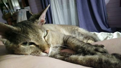 An adult tabby cat with green eyes is lying on its side on a surface that appears to be a bed. The cat is positioned on the left side of the frame, facing towards the viewer and slightly to the left. Its body is elongated, and its head is resting on a pink surface in the foreground. The background consists of curtains in shades of purple and white, and a blurred image of furniture. The scene appears to be indoors.