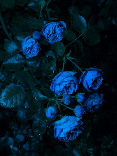 A close-up, low-angle shot captures a cluster of deep blue roses against a dark, out-of-focus background. The roses are wet, with visible water droplets clinging to the petals and leaves, suggesting recent rain or dew. The lighting is dim and appears to be artificial, casting a cool, blueish hue over the entire scene. Several rose buds are also present, some tightly closed and others beginning to unfurl. The overall impression is one of moody, nocturnal beauty. The image does not depict any specific location in Chermen, Russia, nor does it show any people, actions, or interactions.