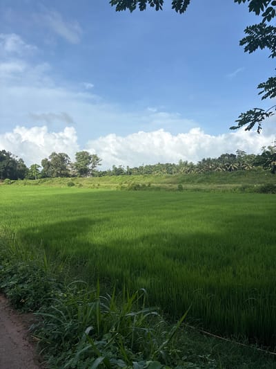 This image depicts a lush green rice paddy field in Thihagoda, Sri Lanka. The scene is oriented vertically, with the sky occupying the left half of the frame and the field stretching across the right. The sky is a vibrant blue, dotted with fluffy white clouds. Foliage from trees frames the top left corner of the image.
The rice paddy is densely planted, creating a uniform carpet of green that extends towards a line of trees forming the horizon. These trees appear to be a mix of tropical species, including palm trees, suggesting a warm climate. A narrow path or track runs along the edge of the field, bordered by dense green vegetation and some taller grasses. The light suggests it is daytime, likely late morning or early afternoon, given the bright sunlight casting subtle shadows on the field. The overall impression is one of natural beauty and tranquility, characteristic of rural Sri Lanka. There is no visible text in the image.