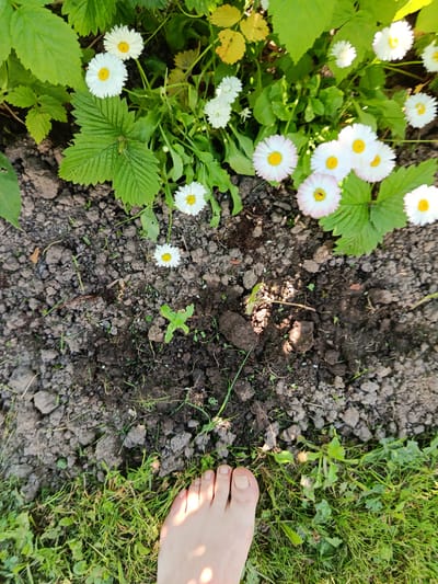 The image captures a close-up, top-down view of a garden bed in Shishkin Les, Russia. A human foot is visible in the lower right corner, positioned on a patch of green grass adjacent to the garden soil. The garden itself is filled with white daisies, some with pink-tinged petals, interspersed with green foliage. The soil appears to be dark and clumpy, with several small green sprouts emerging from it. Sunlight casts shadows across the scene, creating dappled patterns on the ground and the foot.