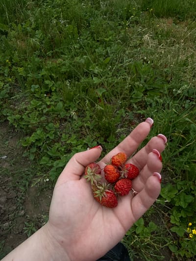 This image, reportedly taken in Susly, Ukraine, captures a top-down view of a light-skinned human hand holding seven freshly picked strawberries. The hand exhibits manicured fingernails with red tips over a light pink or nude base. The strawberries vary in ripeness, displaying shades from fully red to partially orange-red, each retaining its green calyx. The background consists of a verdant outdoor environment, likely a field or garden, populated with diverse green vegetation including grasses, broad-leafed plants, and scattered small yellow and white wildflowers. Patches of dark brown, somewhat tilled earth are visible, particularly in the lower left quadrant. The scene is illuminated by natural daylight, casting no significant shadows.