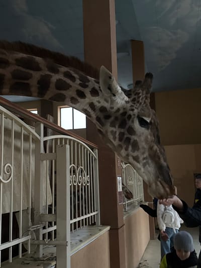 This image captures an indoor scene at a facility in Demydiv, Ukraine, where a giraffe interacts with people. A large giraffe, characterized by its spotted brown and tan hide and long neck, dominates the left and center of the frame, extending its head downwards towards the bottom center. Its muzzle is in direct contact with an outstretched human hand, implying a feeding or petting interaction.

Multiple individuals are visible on the right side of the image. An adult's hand, covered by a dark sleeve, offers an item to the giraffe. Adjacent to this, a person wearing a white jacket and light-colored pants is partially visible. In the bottom right, a young child in a grey knit hat and a dark jacket with a yellow accent is present, looking downwards. Other figures are partially seen in the background on the right.

The environment includes a white metal fence with decorative scrollwork and a wooden top rail, separating the public area from the animal's enclosure. Brown-painted pillars and walls form the structural elements of the interior. Two rectangular windows in the background admit diffused light. The ceiling is light blue with a subtle, textured pattern. A small, rectangular informational sign is affixed to a brown pillar near the giraffe's head. The floor in the foreground, adjacent to the fence, shows some scattered debris.