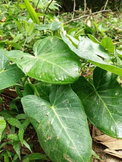 The scene, located in Silvino Lobos, Philippines, features a dense cluster of green foliage. The foreground is occupied by several large, heart-shaped leaves, consistent with aroid plants. These leaves display various shades of green, ranging from vibrant to darker tones, with prominent lighter venation. Numerous water droplets are visible on the leaf surfaces, imparting a glossy texture in localized areas. The background consists of out-of-focus green vegetation and discernible brown ground debris. No human subjects, animals, or man-made objects are present.
