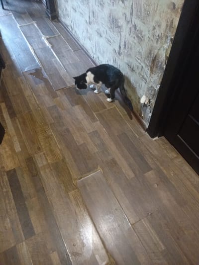 A black and white cat is shown from behind, sniffing the floor. The cat has white paws and a white chest. The floor is made of wooden planks, some of which are wet. The wall behind the cat is covered in wallpaper with a pattern of cityscapes and landmarks. The overall scene appears to be indoors, possibly in a hallway or living area. There is no indication of the location in Kuznetsk, Russia.