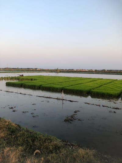 The image depicts a rice paddy field in Sentul, Indonesia, with young rice seedlings cultivated in neat rows on raised beds surrounded by water. The sky is clear and gradually transitions from a light blue at the top to a pale pinkish hue near the horizon, indicating either sunrise or sunset. In the background, a faint line of trees and buildings can be seen, suggesting the presence of a nearby settlement. The water in the paddy reflects the sky and the green seedlings, creating a serene and tranquil atmosphere. The foreground features a grassy bank with dry grass and some mud.