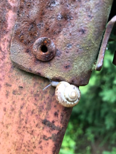 A small snail with a spiral shell is crawling on a rusty metal surface. The surface appears to be part of an industrial or outdoor structure, with visible signs of corrosion and discoloration. The background is blurred, showing green foliage, suggesting an outdoor, possibly natural, setting. The image is a close-up shot, focusing on the snail and the texture of the metal. The location in Svirstroy, Russia, is not discernible from the visual information provided in the image.