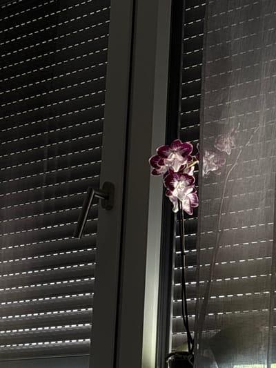 The image shows a close-up of a window with blinds and a flowering orchid. The blinds are dark and have a striped pattern with thin white lines. They are partially open, allowing light to filter through. The orchid has several blooms with white petals edged in deep purple, and a dark purple center. The flowers are delicate and appear to be lit from the side, casting a faint shadow on the blinds behind them. A thin, dark branch extends from the orchid, reaching towards the right side of the frame. A faint reflection of the orchid is visible on the upper section of the blinds. Below the orchid, a silver-colored window handle is visible, attached to the window frame. The handle is L-shaped and appears to be in a closed position. The overall scene suggests an indoor setting, likely a room with a window, possibly in the evening or early morning given the lighting conditions. There are no people visible in the image. No text is visible.