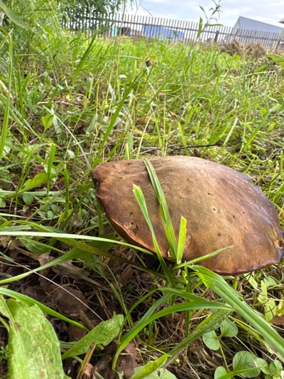 The image shows a close-up view of a large, brown mushroom growing in overgrown green grass. The mushroom's cap is wide and somewhat flat, with a slightly textured surface. Several blades of grass are intertwined with the mushroom, with some passing over its cap. The surrounding environment consists of dense, green vegetation, fallen leaves, and twigs on the ground. In the background, a wooden fence is visible, and beyond that, a building and the sky. The scene appears to be in a natural or semi-natural outdoor setting, possibly a yard or a park, given the presence of the fence and building. The location is specified as Красный Ключ, Russia. There are no people or animals depicted in the image.