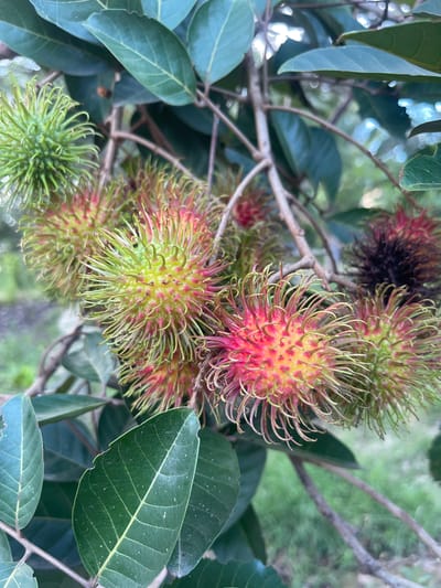 In Meunasahmeucap, Indonesia, a close-up shot captures a cluster of ripe rambutans growing on a branch. The fruits, with their distinctive hairy exteriors, display a gradient of colors from vibrant green to pink and deep red. Several rambutans are in focus, showcasing their spiky texture and the intricate details of their fleshy spines. Some are predominantly green, suggesting they are less ripe, while others are a mix of green and pink, indicating they are nearing ripeness. A few appear almost fully red or even dark, possibly overripe. The background is blurred, but hints of lush green foliage and the dappled light suggest an outdoor, natural setting, likely a garden or orchard. The image is taken from a slightly upward angle, looking into the branches of the tree.