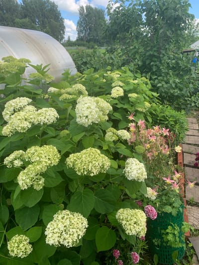 The image depicts a garden scene at an outdoor location, possibly a dacha or rural residence, in or near the village of Karmanovo, Russia. In the foreground, a large cluster of white hydrangeas with green undertones dominates the left side of the frame. To the right of the hydrangeas, a patch of pink and yellow columbine flowers is visible, some with bell-shaped blooms and spurs. A green plastic basket protects some of the smaller plants. A pathway made of rectangular bricks and wood planks runs diagonally from the right foreground into the middle ground.
In the background, a large, translucent greenhouse structure with a rounded roof is partially visible on the left. Dense green foliage from various trees and shrubs fills the midground and background, obscuring much of the surrounding environment. The sky above is blue with scattered white clouds. The overall impression is one of a lush, overgrown garden on a sunny day. There are no people or animals visible in the image.