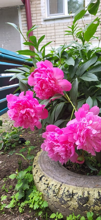 This is a close-up, vertical outdoor shot of several vibrant pink peonies in bloom, situated in a garden or yard setting in Slavyanka, Russia. The peonies, with their lush, multi-petaled blossoms, are the central focus. They are surrounded by deep green foliage. In the foreground, a weathered, yellow and black tire, likely repurposed as a planter, is visible. The ground is a mix of soil and various green weeds and smaller plants. In the background, a light-colored brick building with a window and a section of a blue and dark-colored structure, possibly a fence or railing, can be seen. The lighting suggests it is daytime, and the overall atmosphere is one of natural beauty and domestic landscaping.