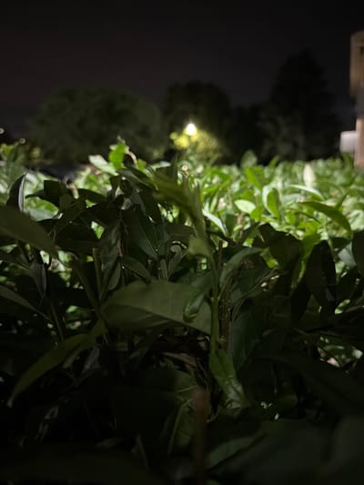 The image depicts a close-up view of lush green foliage, likely a hedge or shrubbery, at night. The foreground is dominated by dark, out-of-focus leaves, with some lighter green leaves and stems visible further back. In the background, out-of-focus trees are silhouetted against a dark sky, with a soft yellow light source illuminating a portion of the scene. A blurry vertical structure, possibly part of a building, is visible on the far right. The overall impression is one of a dimly lit outdoor environment, characteristic of a suburban setting in Vernon Hills, Illinois, where artificial lighting from streetlights or nearby buildings might be present.