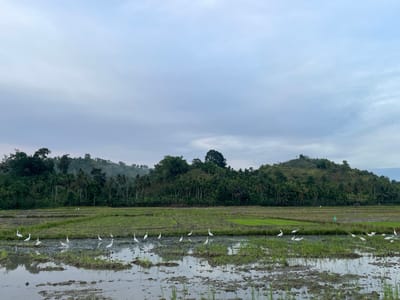 The image depicts a rural landscape in the city of Khang Tanjong, Indonesia, characterized by vast agricultural fields, likely rice paddies, and a backdrop of lush, green hills. The sky is overcast with soft, diffused light, suggesting early morning or late afternoon.

In the foreground, a shallow body of water reflects the sky and surrounding vegetation, with patches of mud and young rice sprouts emerging from the water. A significant number of white egrets are present in this flooded area, with some standing and others appearing to forage. They are spread across the field, with a concentration in the lower left and mid-section of the image.

Beyond the waterlogged fields, more rice paddies are visible, with neatly arranged rows of green rice plants. The middle ground is dominated by a dense forest of tropical trees, including numerous palm trees, which cover the undulating hills that form the background. The hills are a vibrant green, indicating a healthy and fertile environment.

The overall impression is one of tranquility and natural beauty, showcasing the agricultural landscape of Khang Tanjong. No human figures are clearly discernible in the main field of view, although there might be distant, indistinct figures in the background. The scene is natural and devoid of any manufactured structures in the immediate vicinity, except for perhaps a very small, distant building or shelter visible on the far right.