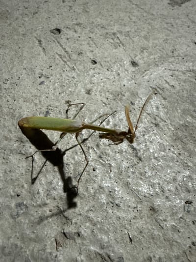 A medium shot captures a praying mantis resting on a textured, grey concrete surface. The mantis, predominantly green with brown accents on its head and legs, is positioned diagonally from the bottom left to the upper right of the frame. Its forelegs are held in a characteristic grasping posture, and its head is turned to the right, with visible antennae. The concrete shows a rough, speckled texture with minor variations in tone and small dark inclusions. A distinct shadow of the mantis is cast to the lower left, indicating a light source from the upper right. The setting appears to be an outdoor urban environment in Serebryakovka, Russia, likely on a paved area. No humans or other animals are visible in the scene.