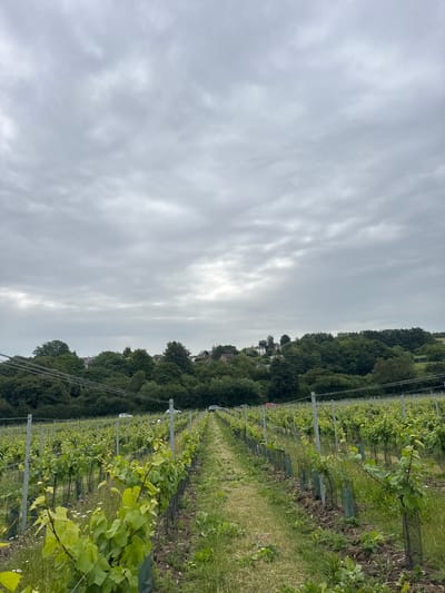 A vertical, medium shot captures an overcast sky above a vineyard in Canterbury, United Kingdom. The vineyard stretches from the foreground into the distance, with rows of young grapevines supported by metal posts and wires. The vines are green and leafy, with some showing protective netting around their bases. A grassy pathway runs down the center of the vineyard. In the background, a dense line of trees separates the vineyard from a hillside dotted with houses and buildings. Several cars are visible parked along the edge of the vineyard in the middle ground. The sky is filled with dramatic grey clouds.