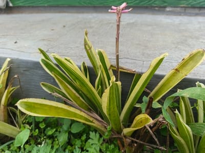 The scene in Suối Đục, Vietnam, depicts a variegated ornamental plant. The central subject is a plant with elongated leaves displaying distinct green and yellow longitudinal stripes. A single, thin stalk, approximately 15-20 cm in height, emerges vertically from the plant's core, terminating in a cluster of small, pink, undeveloped floral structures. The plant is situated in dark soil containing sparse ground cover of smaller green plants and some organic debris. A grey concrete surface forms the immediate background, running horizontally across the mid-ground. Above the concrete, a blurred green expanse is present in the upper background. No people, animals, or discernible actions are visible.