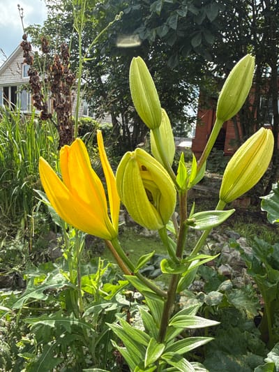The image captures a close-up view of a vibrant yellow lily flower in bloom, set against a backdrop of lush green foliage and a partially visible building. The lily, with its delicate petals unfurling, is the central focus, showcasing its bright yellow hue and intricate details. Surrounding the lily are several green lily buds, some tightly closed and others partially open, suggesting a progression of blooming.
In the background, the scene transitions to a more natural environment. Tall, dry seed stalks with dark brown seed pods are visible to the left, adding a rustic texture. Behind them, a two-story building with light-colored siding and a peaked roof is partially obscured by dense green trees. The building appears to be situated in a rural or suburban setting, possibly a residential area.
The overall environment suggests a garden or a naturalized outdoor space, likely during daytime given the bright lighting and the clarity of the details. The presence of the building and the type of vegetation suggest a location in the city of Хохряки, Russia, a place known for its natural beauty and proximity to the Trans-Siberian Railway. The image evokes a sense of summer bloom and the tranquility of a garden. There are no people visible in the image.