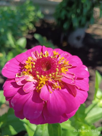 This is a close-up, vertical shot of a vibrant pink zinnia flower in bloom. The flower's petals are layered and slightly ruffled, with a darker pink center. Yellow stamen are visible in the center of the flower, adding a contrasting detail. The background is softly blurred, with green foliage and dark soil visible, suggesting an outdoor garden setting. The lighting indicates it's daytime, likely with bright sunlight, casting shadows on the petals. The overall mood is one of natural beauty and tranquility. A timestamp in the bottom right corner reads "25.06.2026 10:51".